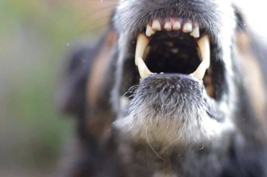 Risque de rage chez les chiens et les chats en provenance d'Ukraine, comment prévenir les risques à Toulonr